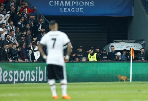 "Beşiktaş" received a fine for a cat running onto the field (VIDEO)