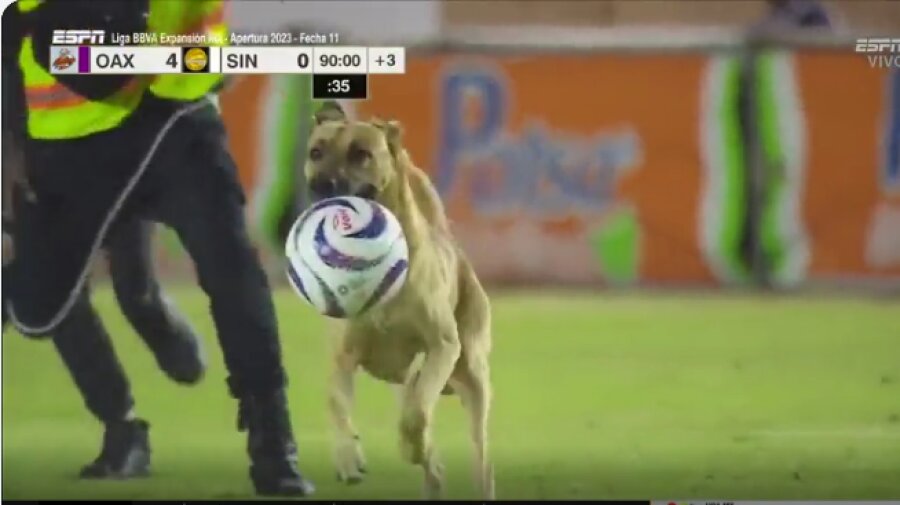 Curiosity: a dog stole the ball during a match in Mexico